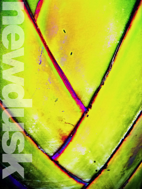 palm